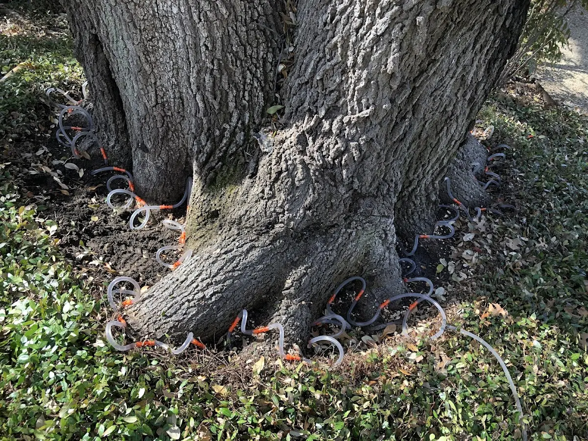 Detailed Tree Cabling and Bracing job site in Neptune Beach