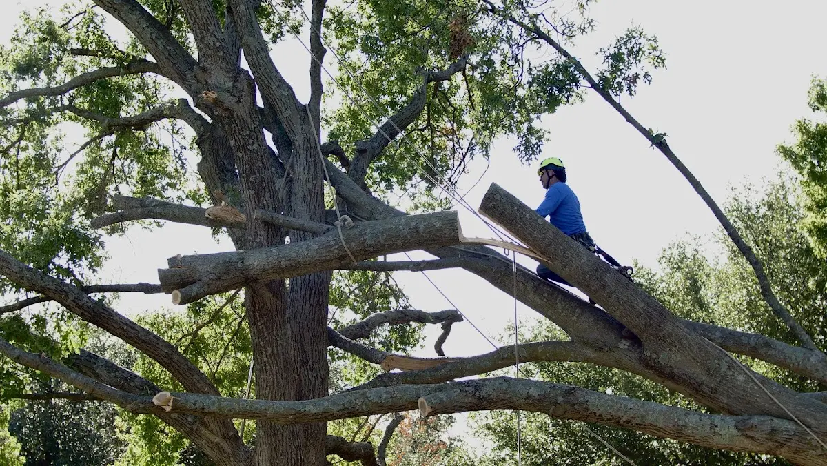 Professional Crown Thinning performed by certified arborists in Neptune Beach